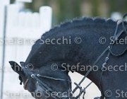 Caletto della Verdina Tosc Tour2013- S5 1912 : Arezzo, Caletto della Verdina, Cavalli d'Italia, Toscana Tour 2013, foto di Stefano Secchi ©